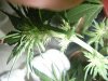 trimming 015.jpg