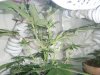 trimming 016.jpg