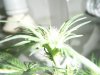 trimming 017.jpg