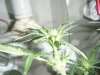 trimming 018.jpg