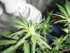 trimming 019.jpg