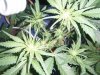 trimming 020.jpg