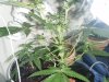 trimming 021.jpg