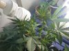 trimming 025.jpg