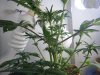 trimming 026.jpg