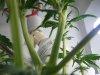 trimming 028.jpg