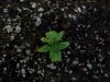 Plant 044.jpg