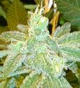 seeds 001a.jpg