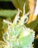 seeds 001b.jpg