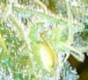 seeds 001c.jpg