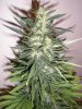 blueberry cola 6 wk flwoer.jpg