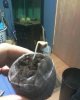 seedling.JPG