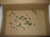 plant 4 003.jpg