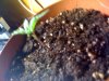 Plant1 Side.jpg