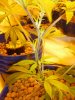 purple stems.jpg