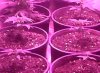 rollitup2 011.jpg