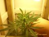 cfl 036.jpg