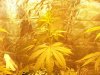 plant2.jpg