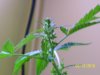100_2706.jpg
