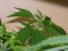 100_2711.jpg