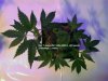 1weekveg7days.jpg