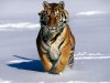 tiger_1024x768.jpg