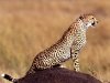 Posture_Cheetah.jpg