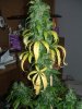 DSCF0367.jpg