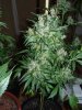 flower week 9 - flushing 005.jpg
