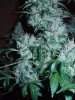 flower week 9 - oxypot 003.jpg