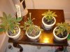 DSC01019.jpg