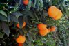 Oranges75.jpg