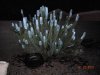 DSCN1148.jpg