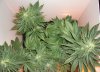 Strawberry-Cough1-2-15-10.jpg