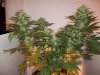 Strawberry-Cough2-2-15-10.jpg