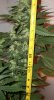 Strawberry-Cough4-2-15-10.jpg
