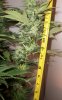 Strawberry-Cough5-2-15-10.jpg
