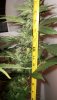 Strawberry-Cough6-2-15-10.jpg