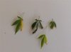 SICK PLANTS 001 (Small).JPG