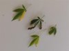 SICK PLANTS 002 (Small).JPG