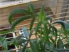 SICK PLANTS 003 (Small).JPG