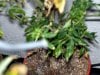 SICK PLANTS 004 (Small).JPG