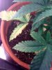Left Plant .jpg