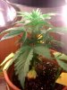 Right Plant Overview.jpg