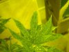 First Plant.jpg