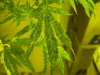 First Plant 2.jpg