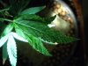 Second Plant.jpg