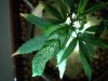 Second Plant 2.jpg