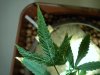 Second Plant 3.jpg