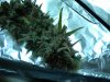 Curing Day 2.jpg